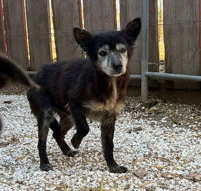 Ruby Hündin Mischling Tierheim Shelterdog Dogs rescue (3)_edited.jpg