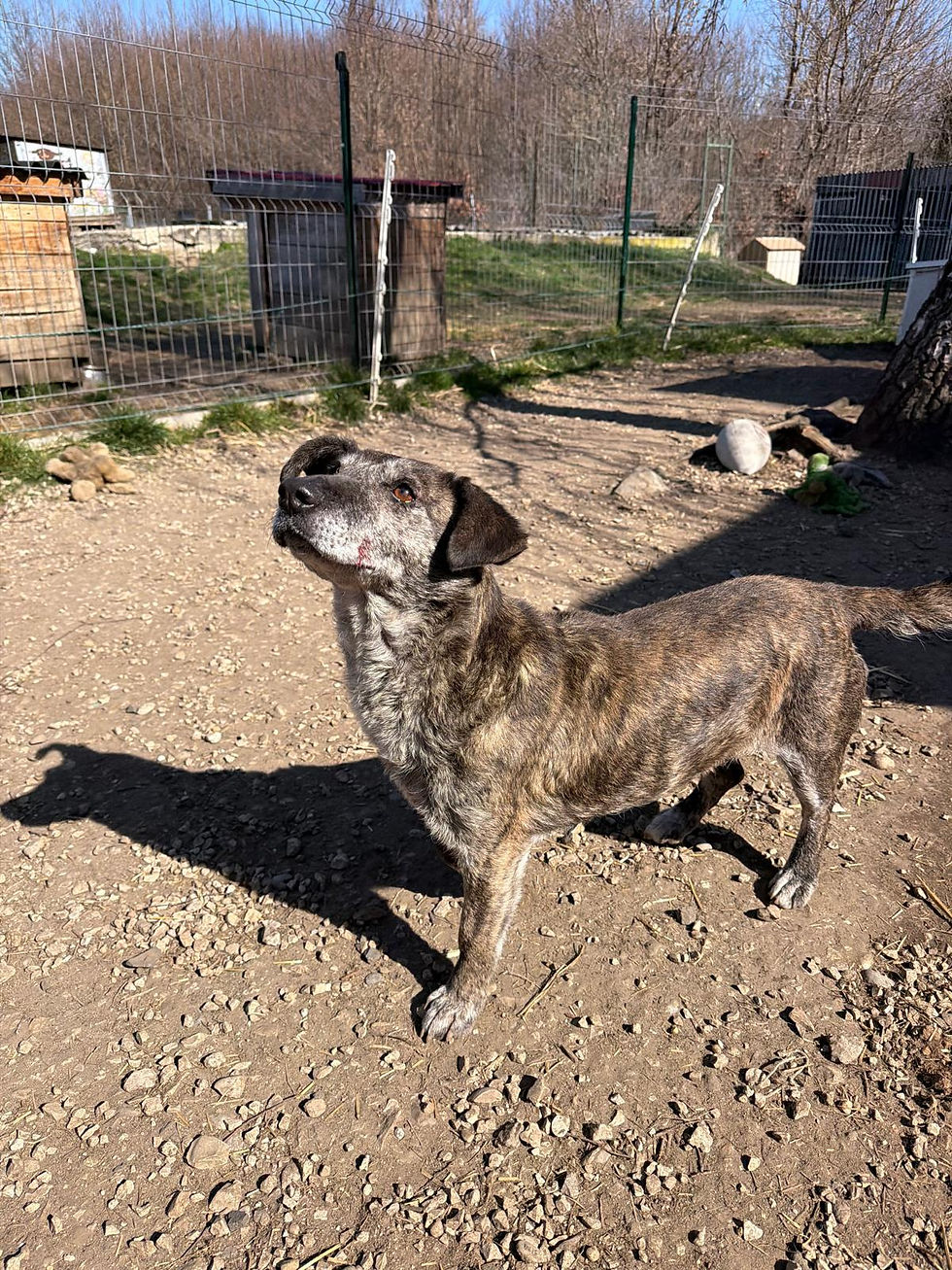 Grace Hündin Dogs Tierheimhunde Adoption Rescue (3)