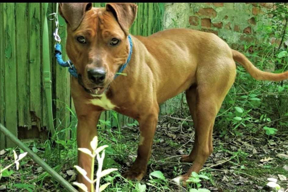 Vigyori1 Hunde Tierfreunde Ungarn Tierschutz Vermittlung