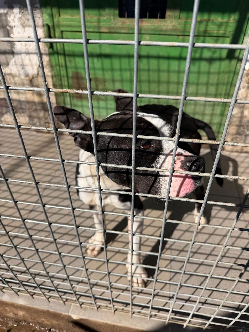 Bounty Hündin Adoption Mischling Hundeheim Rescue Rescuedog (2)