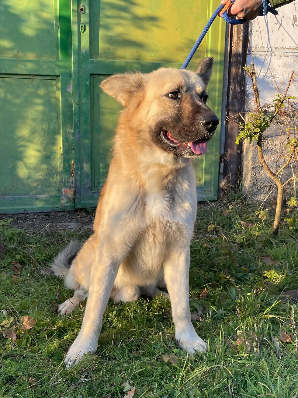 Csöpi Mischling Hütehund Tieschutz Tierheim Adoption (6)