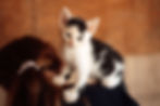 Fotoshooting Ungarn Vermittlunghilfe Tierschutz Hunde Katzen Welpen Hundeliebe (3)_edited.