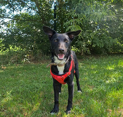 Timi Hunde Vermittlungshilfe Tierschutz Mischling (2).jpg