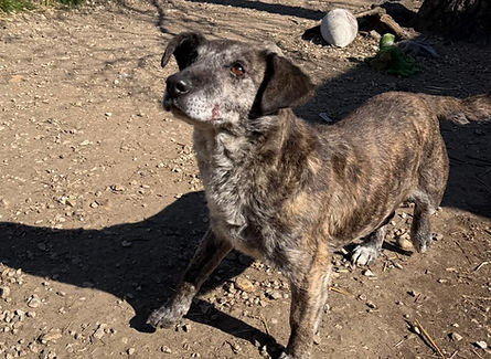 Grace Hündin Dogs Tierheimhunde Adoption Rescue (2)_edited.jpg