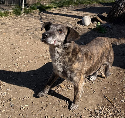 Grace Hündin Dogs Tierheimhunde Adoption Rescue (2)_edited.jpg