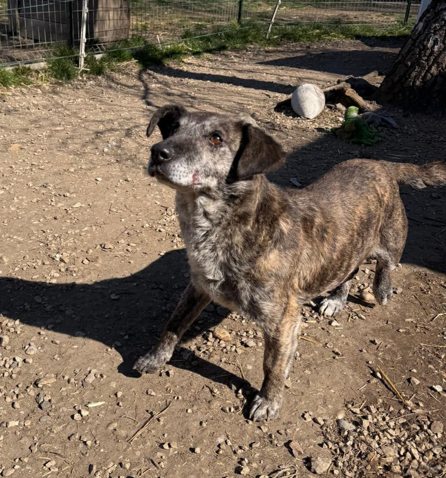 Grace Hündin Dogs Tierheimhunde Adoption Rescue (2)_edited