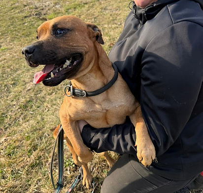 Dugo Hund Pitpull Mischling Hundevermittlung Tierheim (2)_edited.jpg