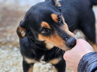 Egerke Hund Vermittlungshilfe Senior Dogs ShelterDog (1).jpg