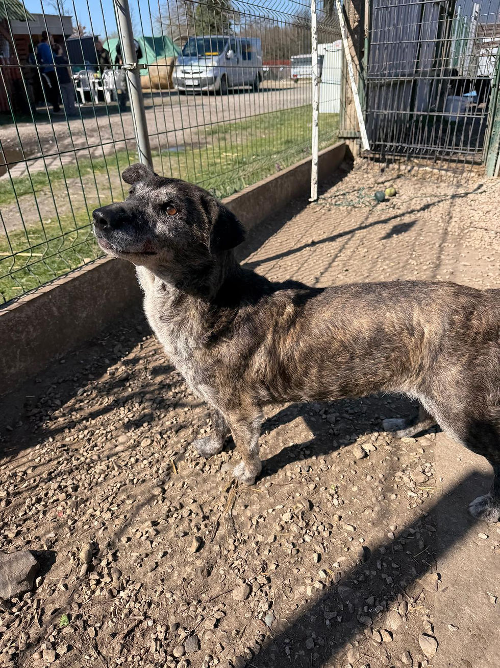 Grace Hündin Dogs Tierheimhunde Adoption Rescue (5)