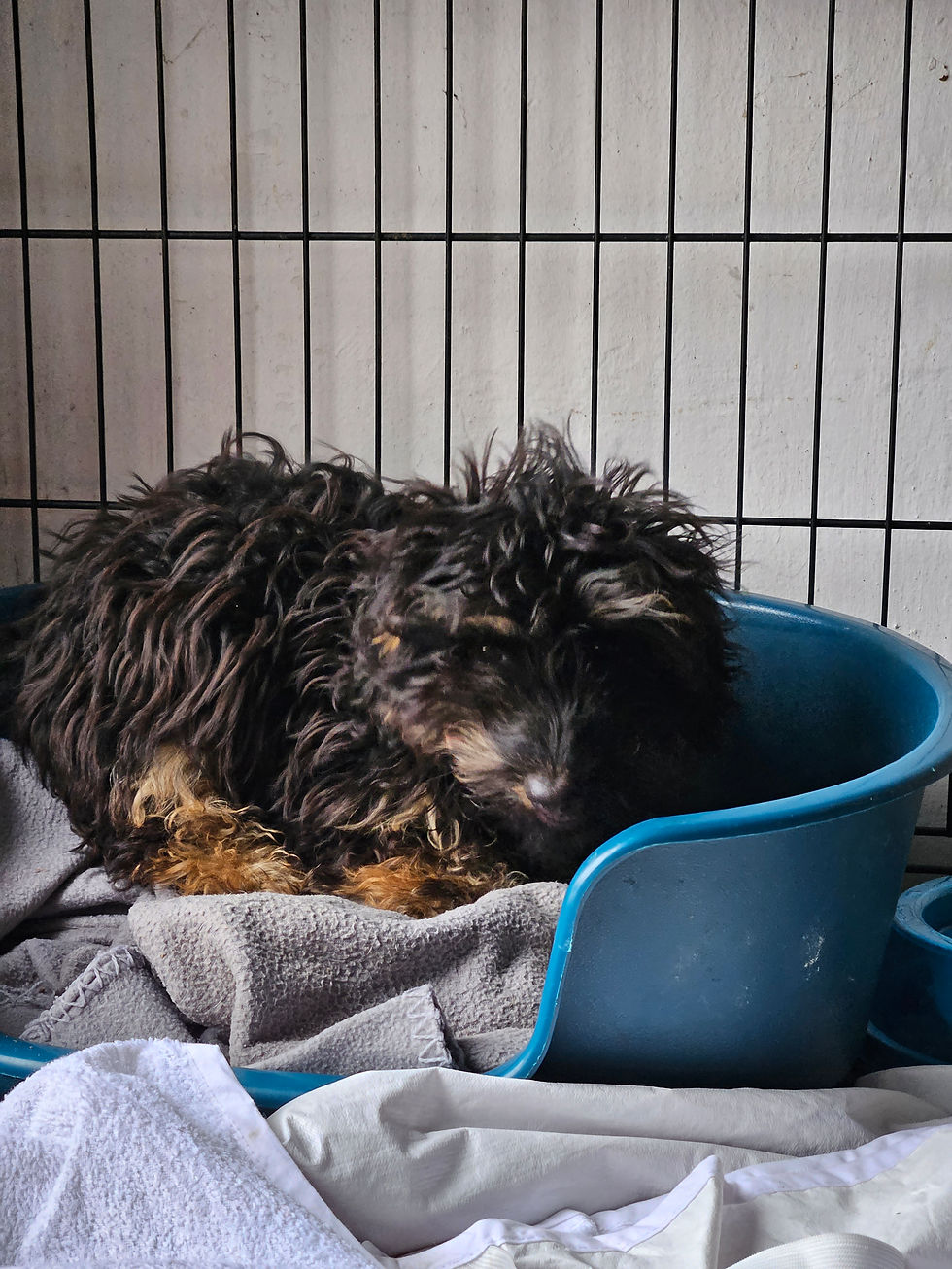 Skipi Yorkie Dackel Mischling Tierheim Tierschutz (3)