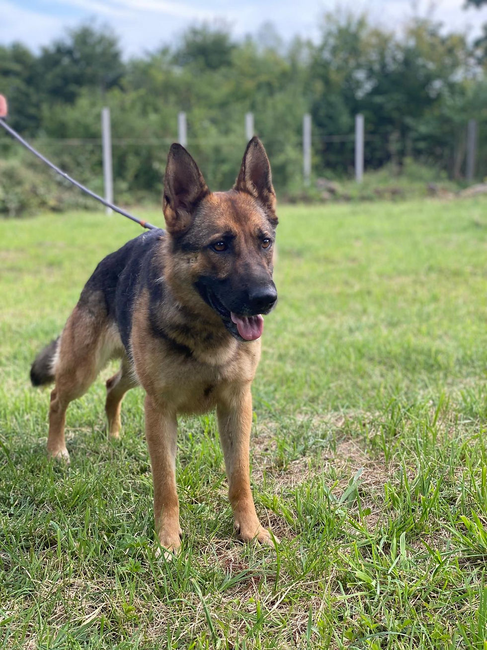 Lady Schäferhund Hunde Vermittlungshilfe Dogs Animals Adoption (2)