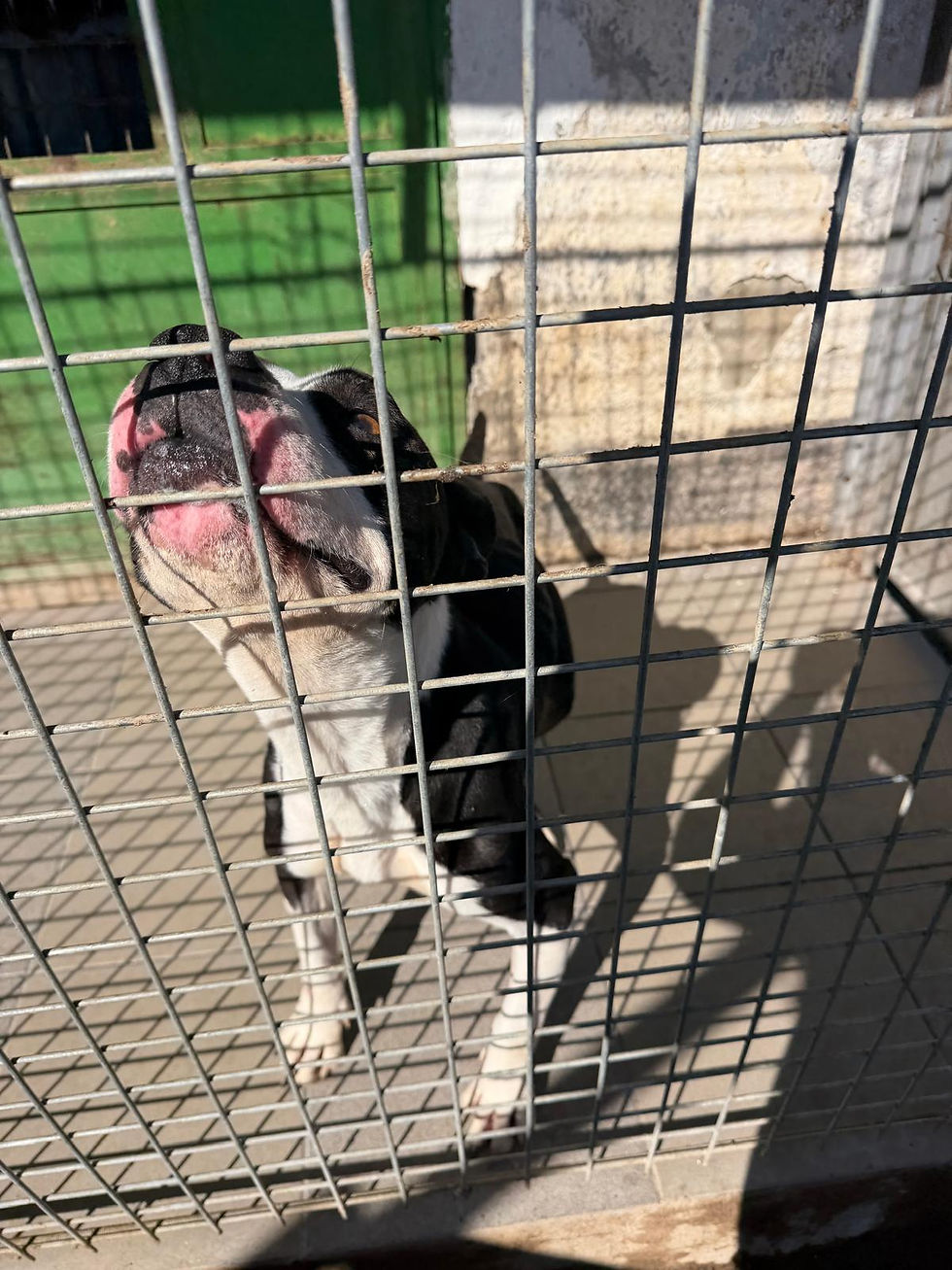 Bounty Hündin Adoption Mischling Hundeheim Rescue Rescuedog (4)