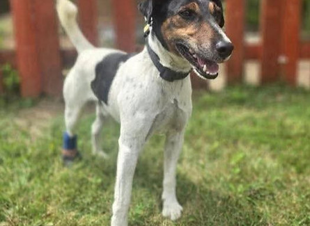 Rolly Hund Vermittlungshilfe Tiere Hunde Animals Adoption_edited.jpg