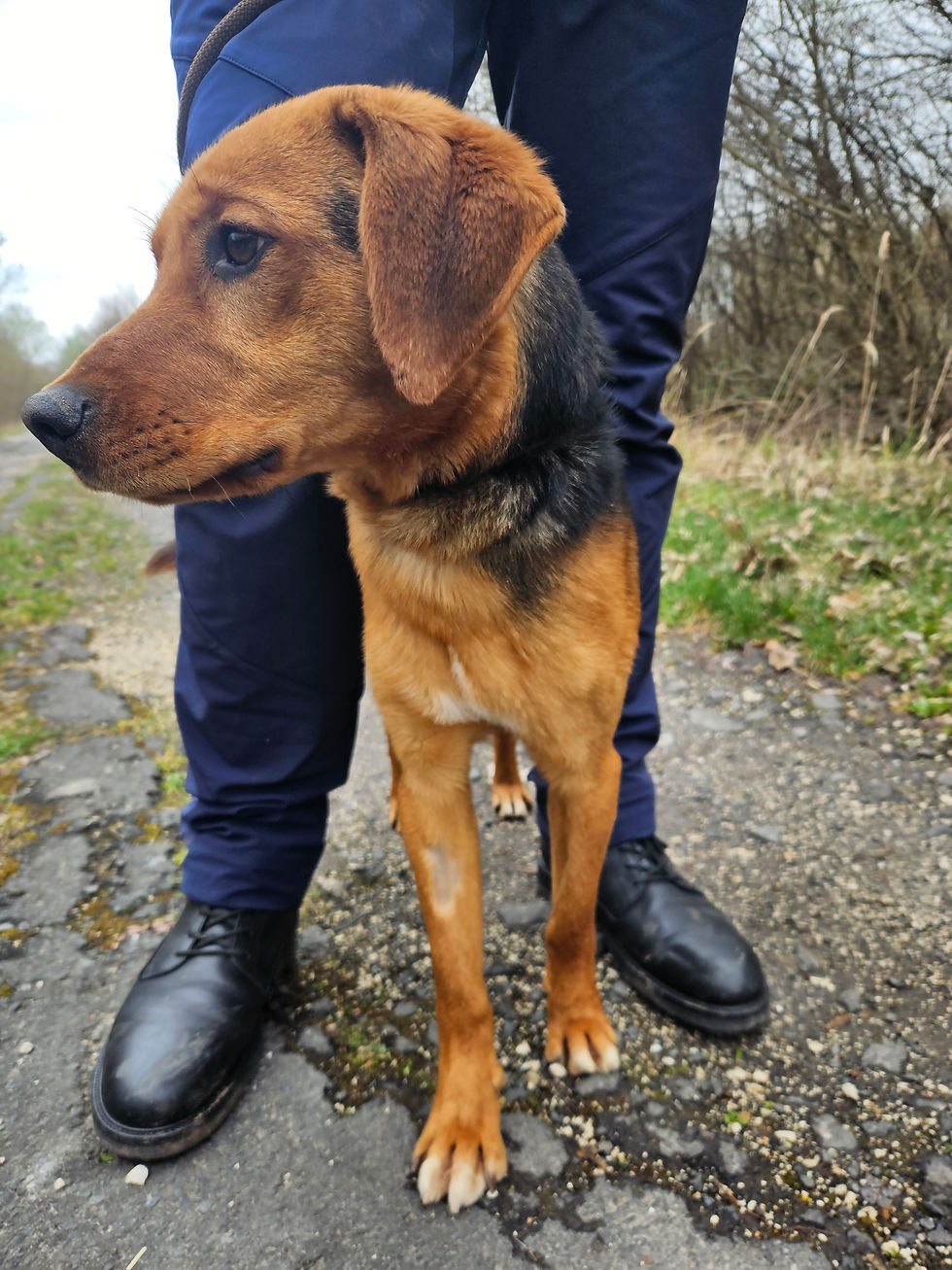 Zac Schäfermix Dogs Hunde Tierheim (3)