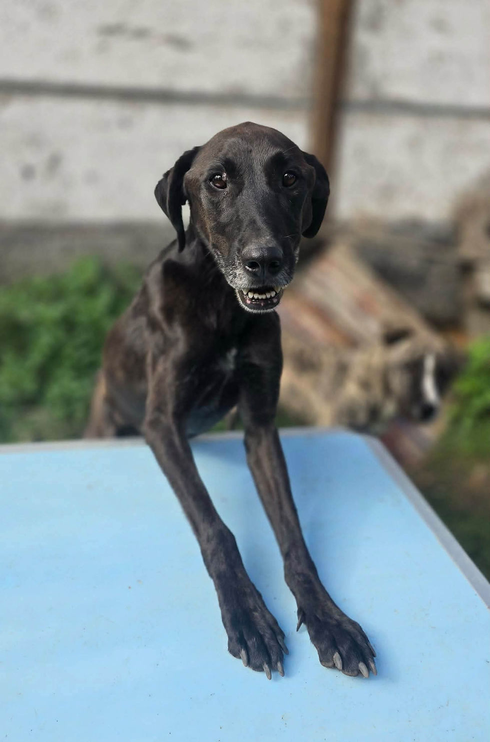 Nokedli Hundevermittlung Adoption ShelterDogs Tiere Animals (1)