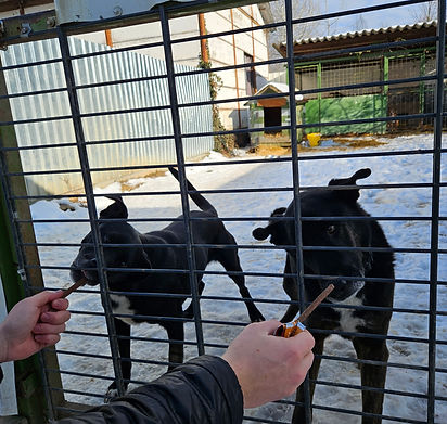 Matthias Hunde Vermittlungshilfe Lena Dogs ShelterDogs Tiere (2).jpg
