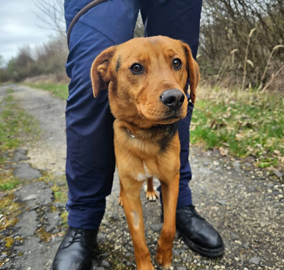 Zac Schäfermix Dogs Hunde Tierheim (2).jpg