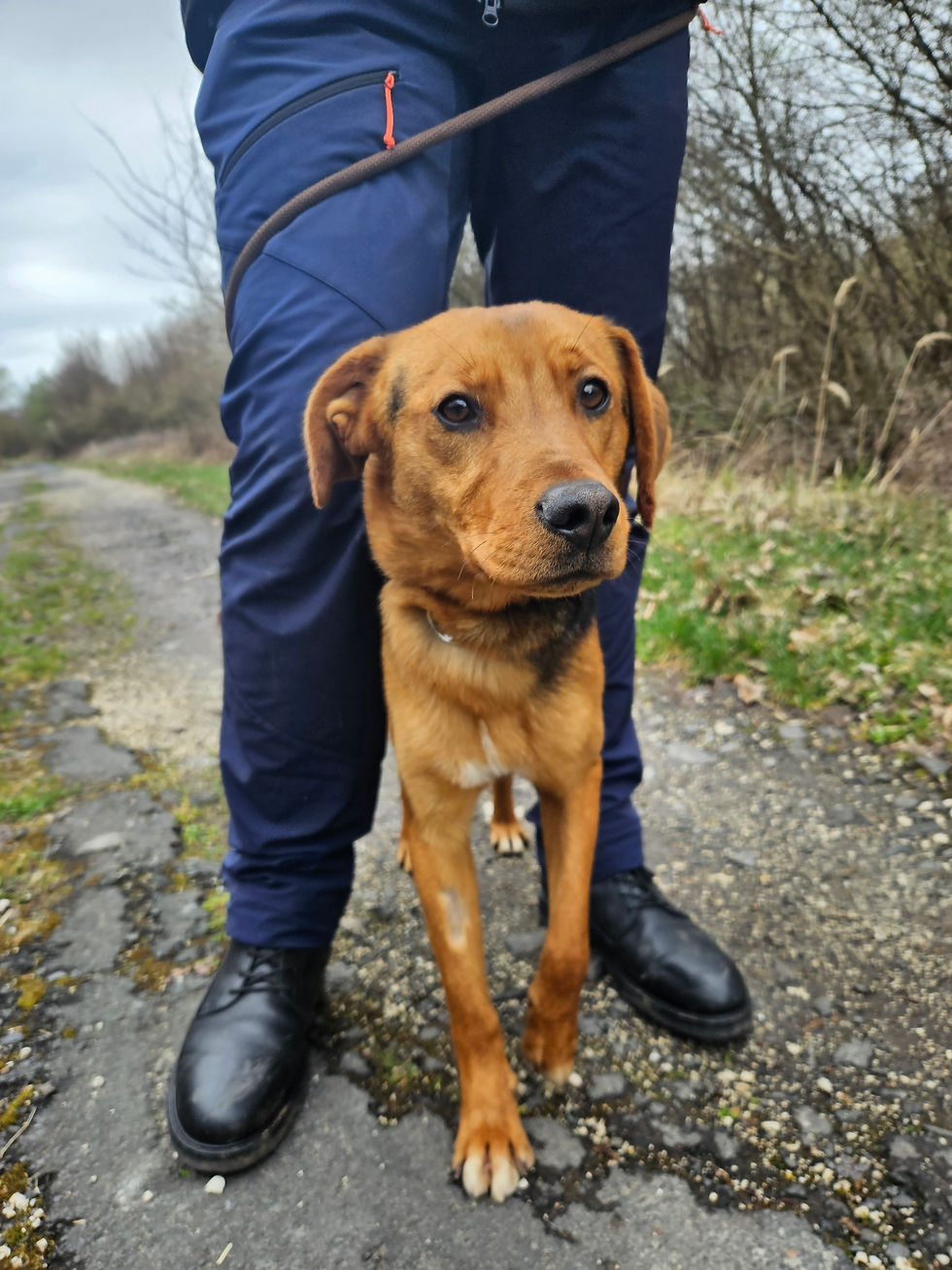 Zac Schäfermix Dogs Hunde Tierheim (2)