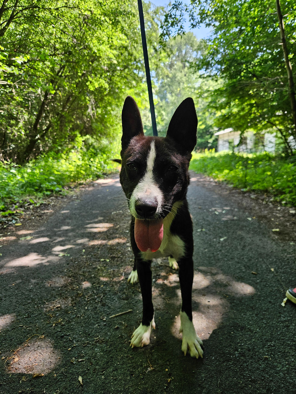 Chilla Hunde Mischling Collie Adoption Tierschutz (1)