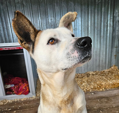 Dumbo Hundevermittlung Dogs ShelterDog Tierheim Tierschutz (4)_edited.jpg