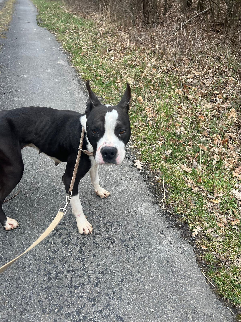 Bounty Hunde Amstaff Mischling Tierheim Animals Shelter (2)