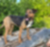 Alexandra Ungarn Tierheim Hunde HilfefürTiere (10).jpg