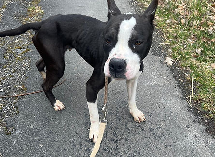 Bounty Hunde Amstaff Mischling Tierheim Animals Shelter (3).jpg