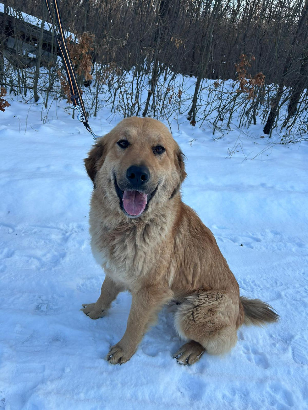 Cream Golden-Retriever Mischling Hündin Adoption Animals (4)