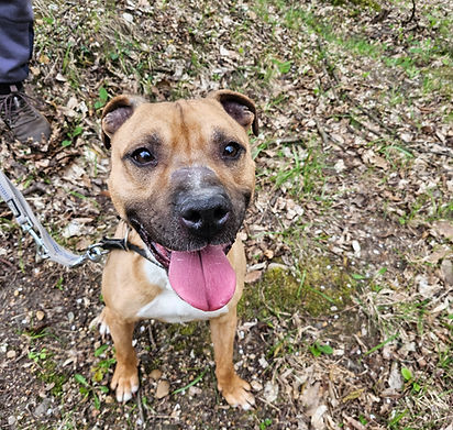 Bakter Tierheim Animals Tierschutz Rescue Adoption (2).jpg