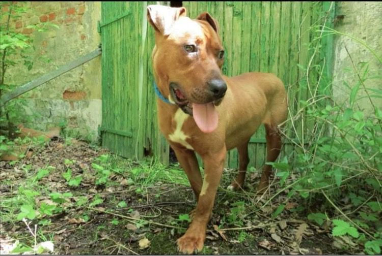 Vigyori2 Hunde Tierfreunde Ungarn Tierschutz Vermittlung