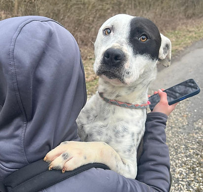 Kira Amstaff Mischling Hündin Adoption Animals (5).jpg