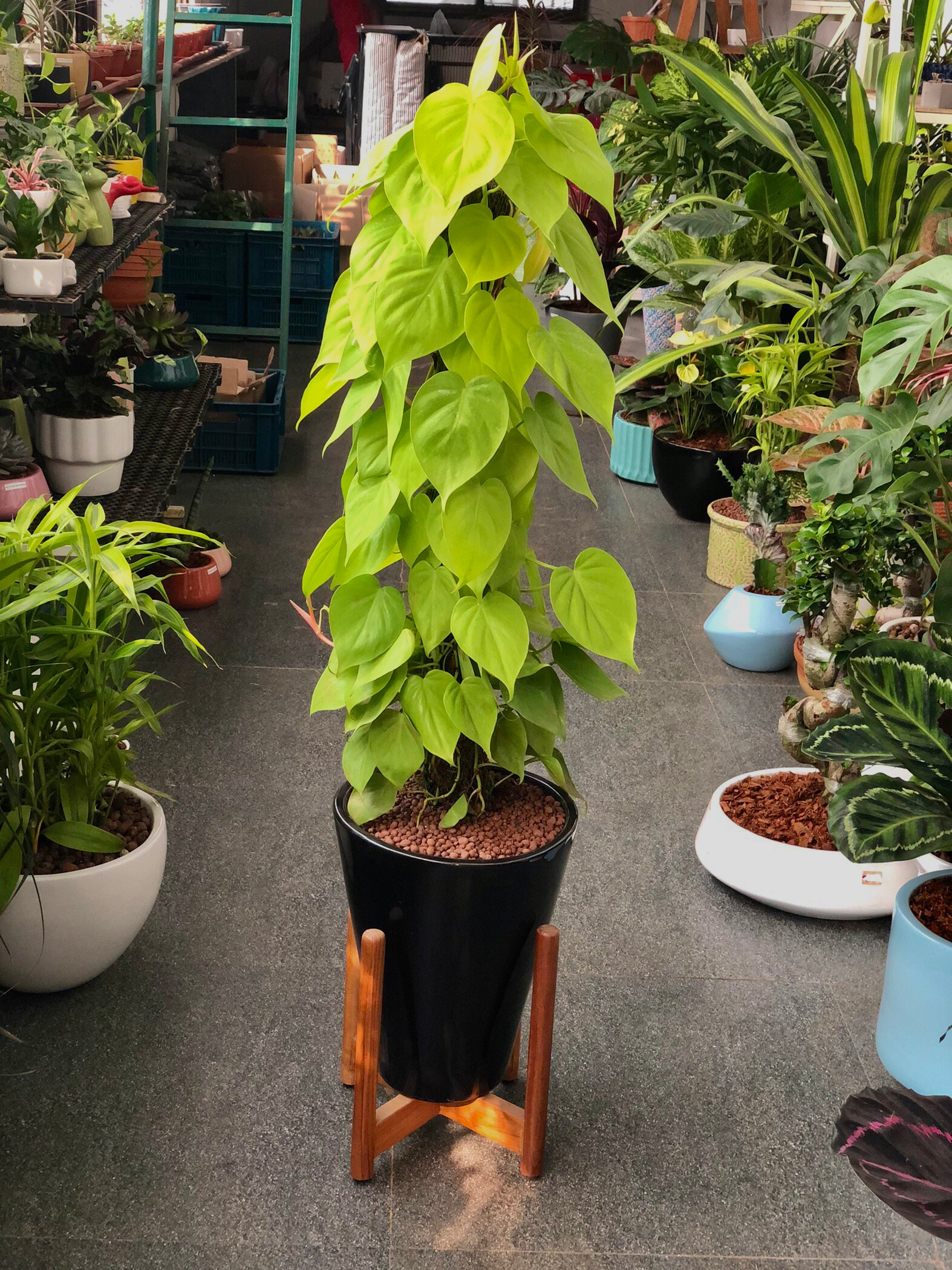 V shaped ceramic pot with wood stand