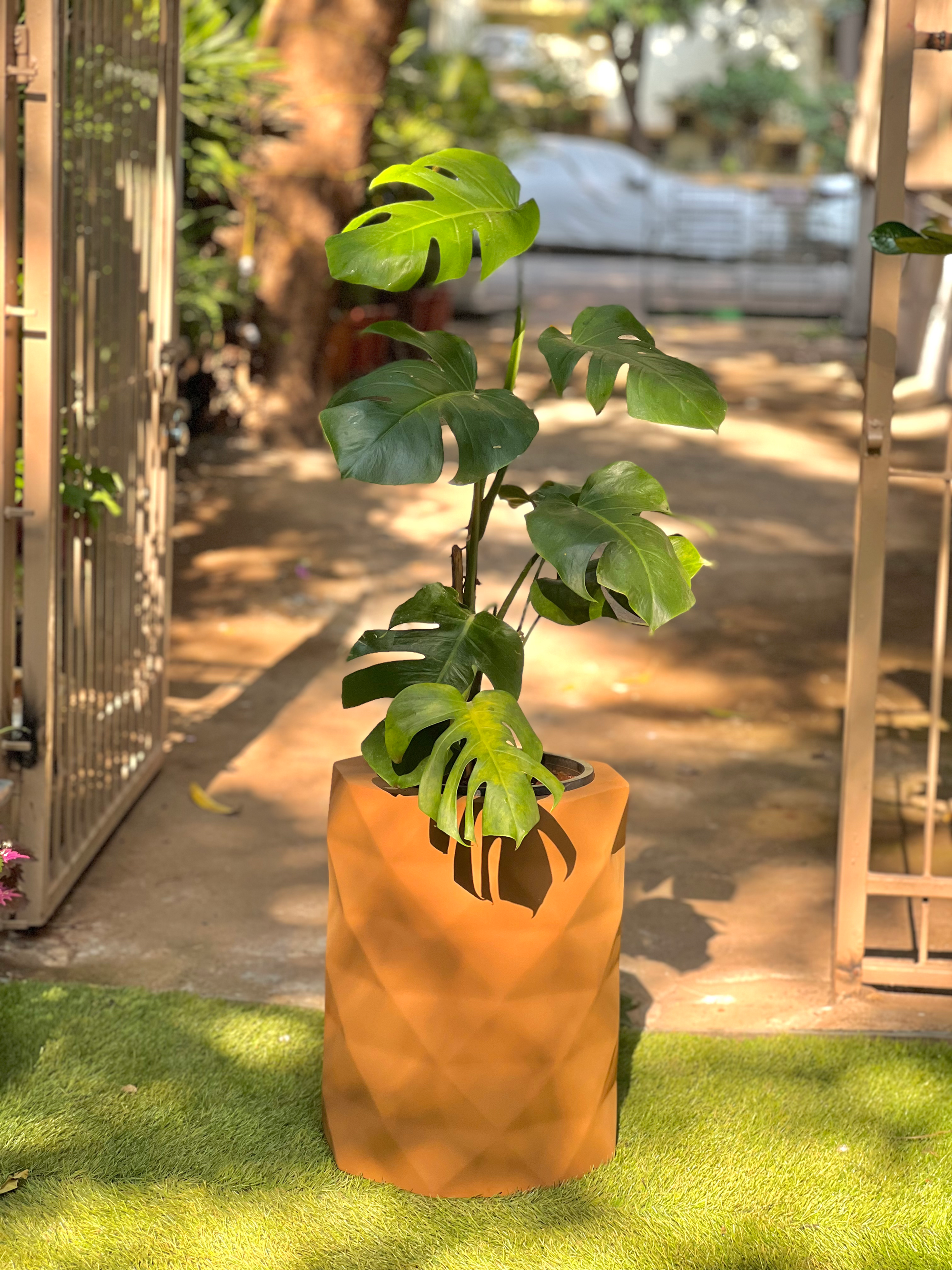 Monstera Plant