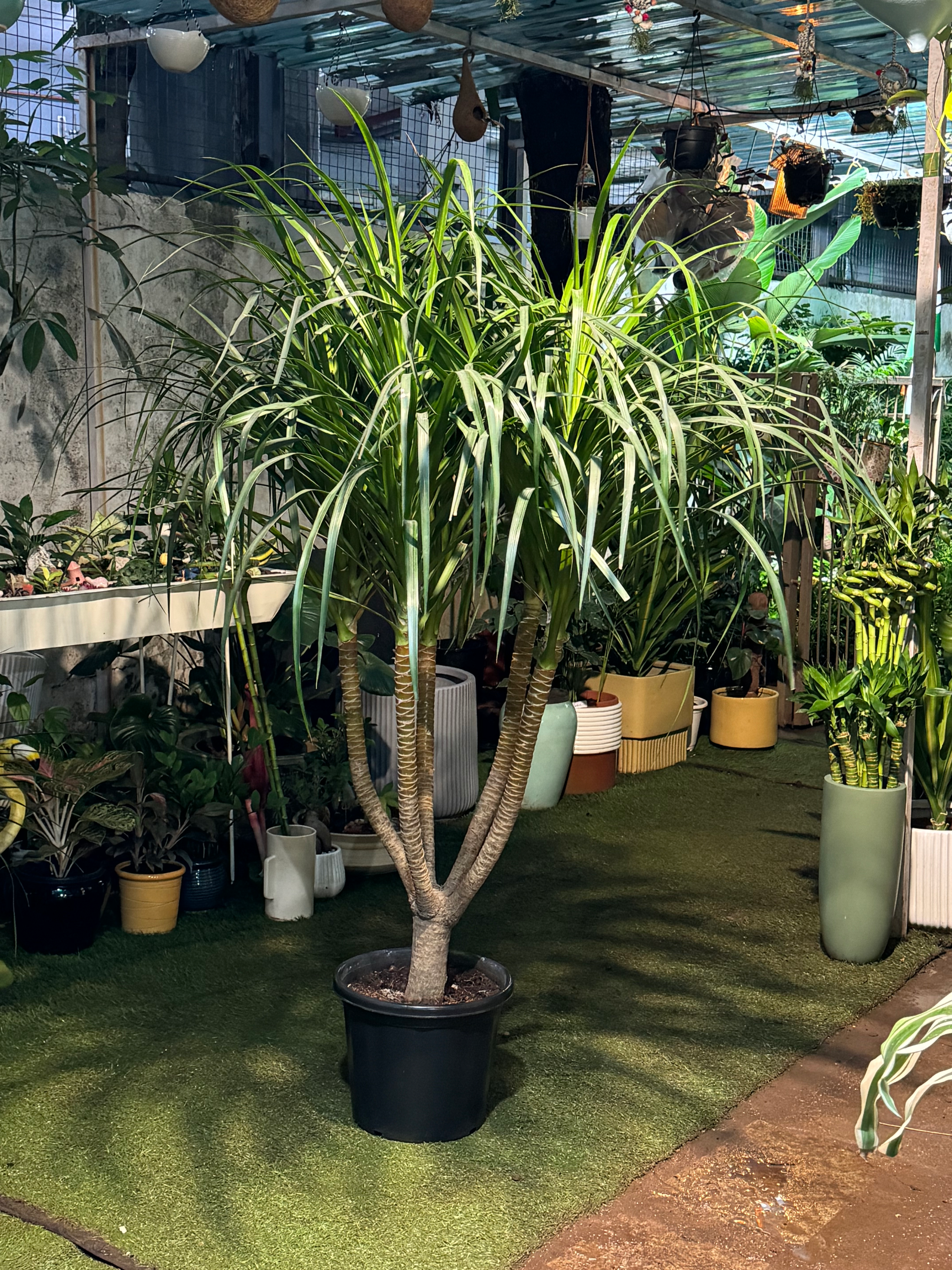 Dracena Draco Multihead