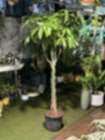 Pachira Aquatica aka Money Tree