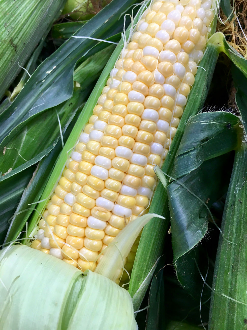 Peaches N Cream Supersweet Corn