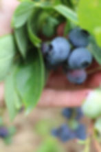 Upick Blueberries