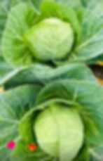 Green Cabbage