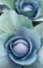 Red Cabbage
