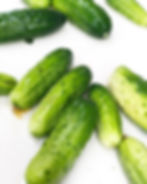 Pickling cucumbers