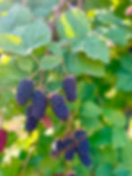 Marionberries