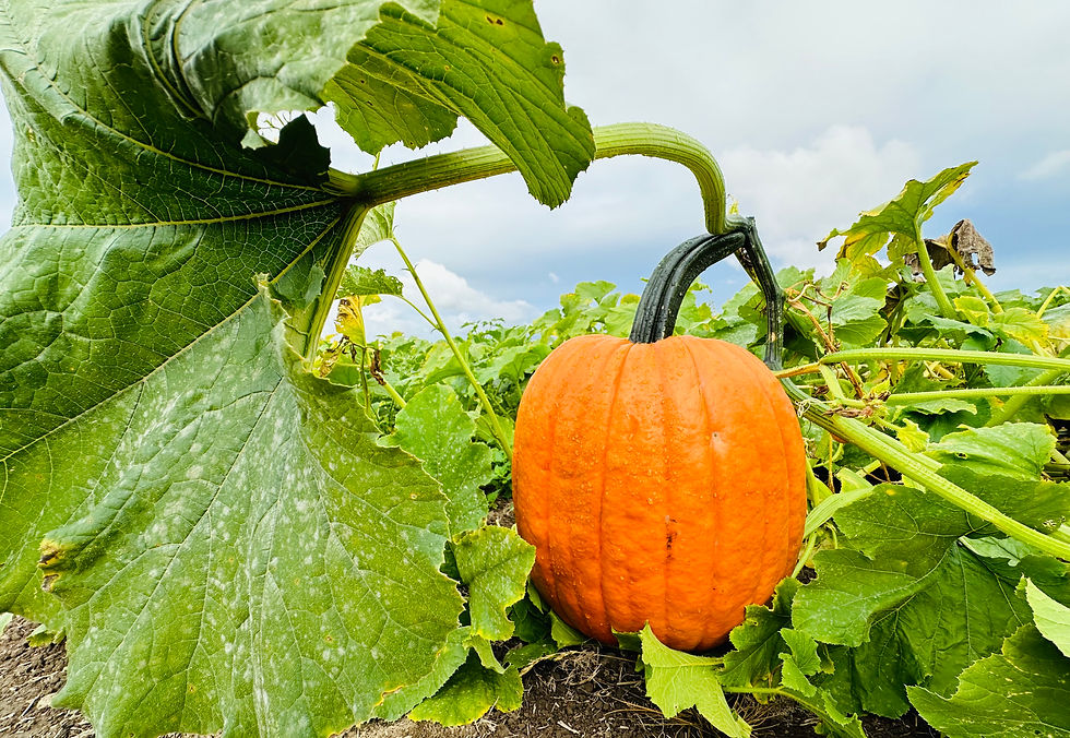 U-pick Pumpkins