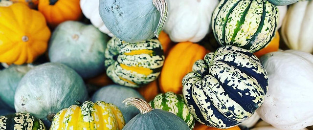 The Pumpkin Patch| Sauvie Island | Portland, OR