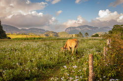 Cuba - Lilian Vezin Photographie 2024