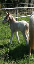 Elendil