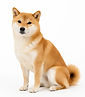 犬の火葬