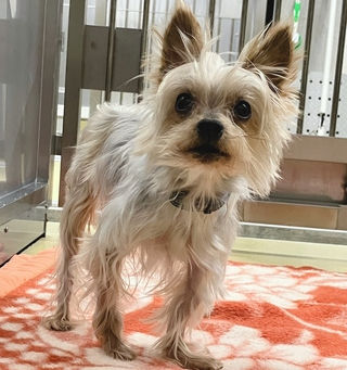 新潟市動物愛護センター　譲渡犬情報