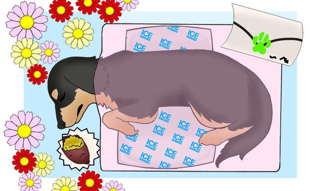 ペット安置画像