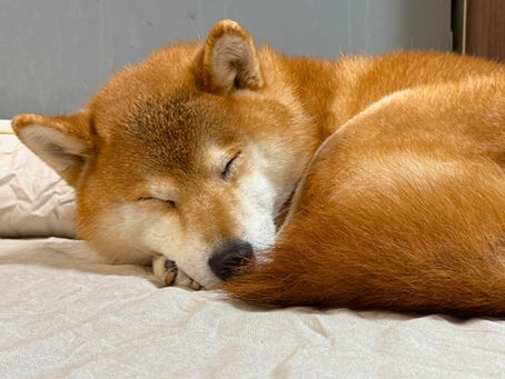 新しい家族を迎え入れました