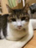 高橋ろくちゃん